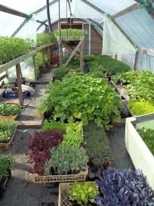 Les jardins de Lapanouse