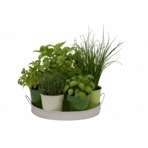 Plant aromatique bio