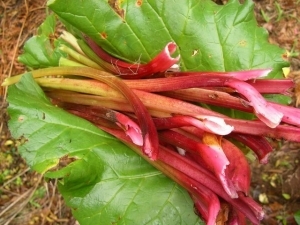 plant rhubarbe