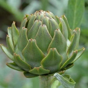 Plant artichaut bio