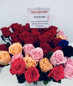 Rose éternelle 