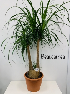 Beaucarnéa 