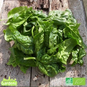 Épinard bio