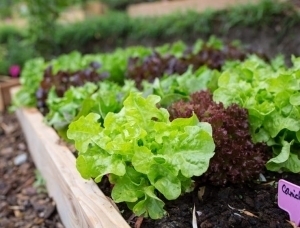 Plant salade bio