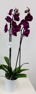 Orchidée 